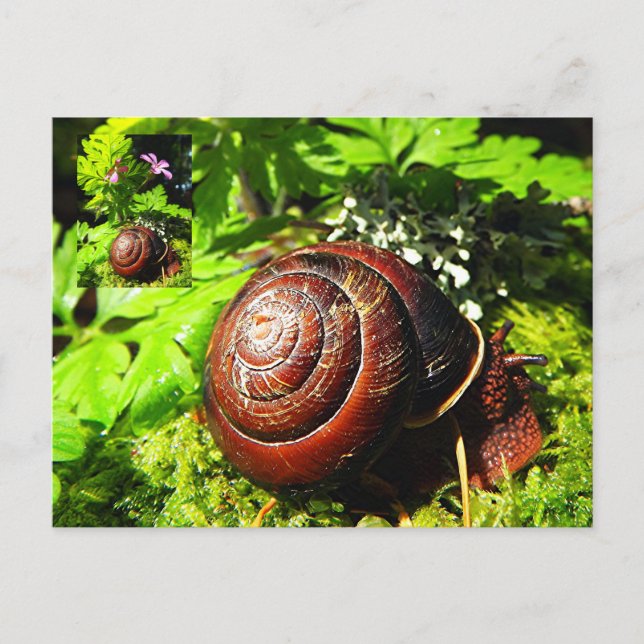 Carte Postale Escargot (Devant)