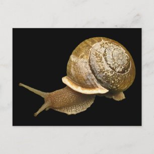 Carte Postale Escargot