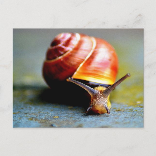 Carte Postale Escargot (Devant)