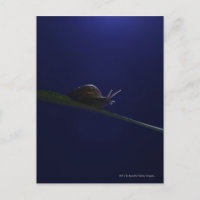 Escargot sortant sur un membre