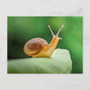 Carte Postale Escargot sur la feuille