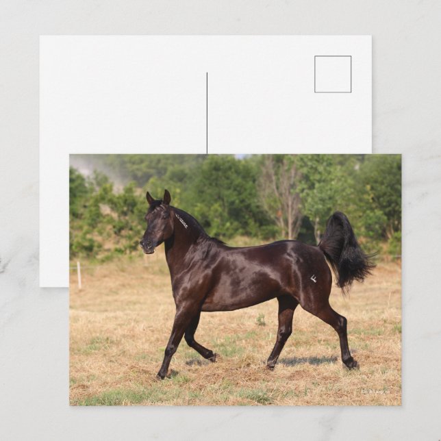 Carte Postale Espagnol Brown foncé Mustang Mare marcher (Devant / Derrière)
