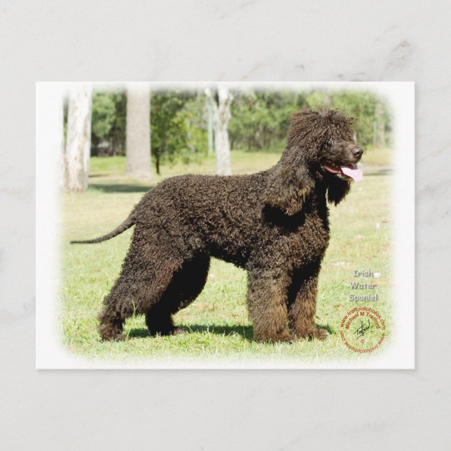 Carte Postale Espagnol d'eau irlandais 9R032D-232 (Devant)