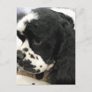 Carte postale espagnole Black and White Cocker