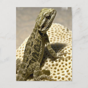 Carte postale Espèce Lizard