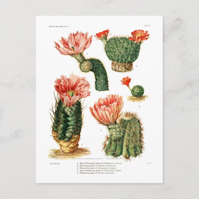 Carte Postale Espèces de cactus (Devant)