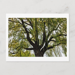 Carte Postale espoirs printaniers assourdis