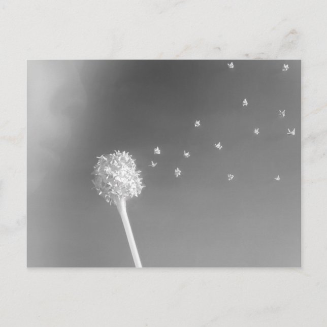 Carte Postale Esprit du Vent (Devant)