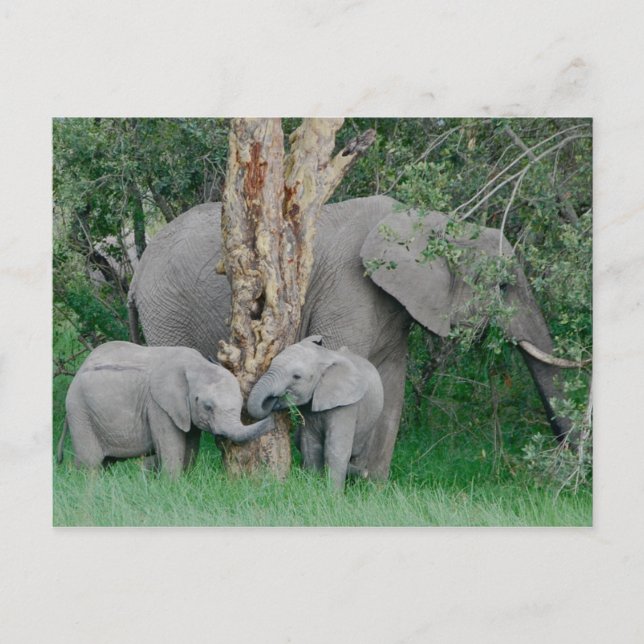 Carte Postale Esprits Kindred (2) (Devant)