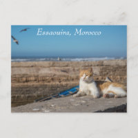 Essaouira, Maroc | Chat en bord de mer