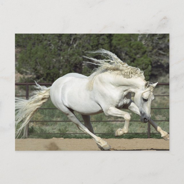 Carte Postale Étalon andalou en course, PR (Devant)