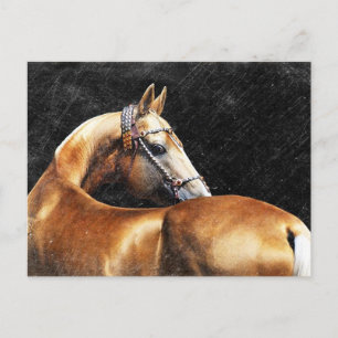 Carte Postale étalon de Palomino Akhal-teke
