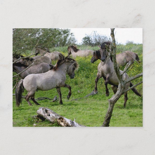 carte postale étalons de combat (Devant)