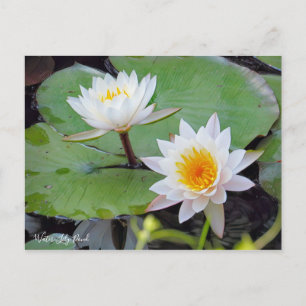 Carte Postale Étang à eau [Carte postale]