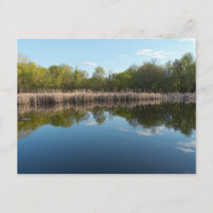 Carte Postale Étang bordé d'arbres et marais d'épicerie au print