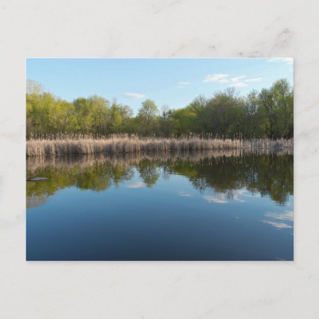 Carte Postale Étang bordé d'arbres et marais d'épicerie au print (Devant)