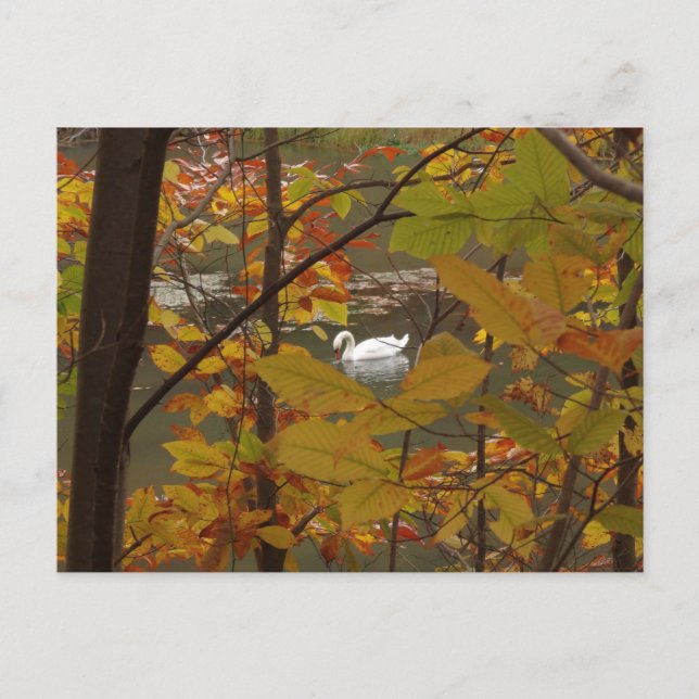 Carte Postale Étang d'automne avec cygne (Devant)