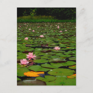 Carte Postale Etang de fleurs de lys d'eau rose