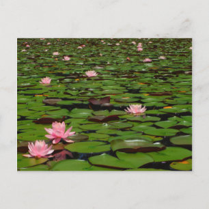 Carte Postale Etang de fleurs de lys d'eau rose