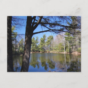 Carte postale Étang de grenouille