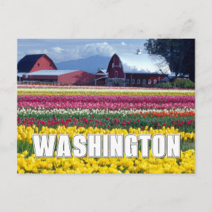 Carte Postale État de Washington   Champ de tulipe   Joyeux anni