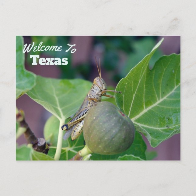 Carte Postale État du Texas (Devant)