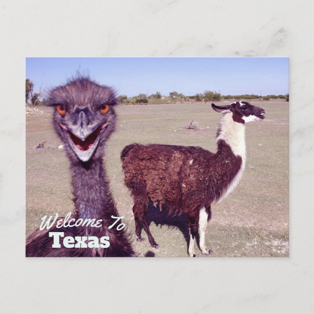 Carte Postale État du Texas (Devant)