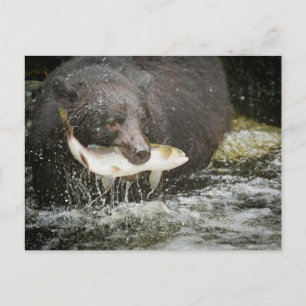 Carte Postale États-Unis, Alaska, Anan Creek. Gros plan sur un o