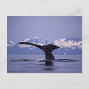 Carte Postale États-Unis, Alaska, baleine à bosse du passage int