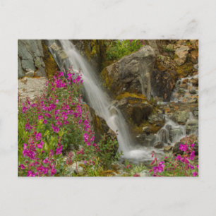 Carte Postale États-Unis, Alaska, Glacier Bay National Park. Épi