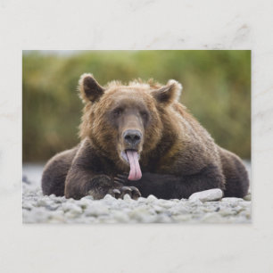 Carte Postale États-Unis, Alaska, Parc national de Katmai, baie 