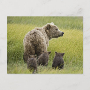 Carte Postale États-Unis, Alaska, parc national de Lake Clark. G