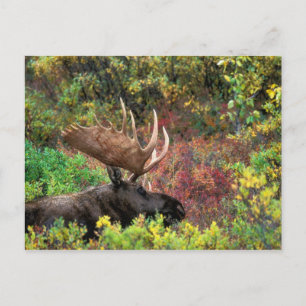 Carte Postale États-Unis, Alaska, Parc national Denali, Orignal