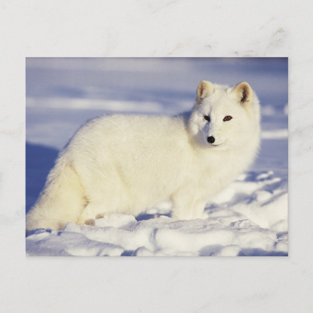 Carte Postale États-Unis, Alaska. Renard arctique en couche d'hi (Devant)