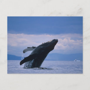 Carte Postale États-Unis, Alaska, Tongass National Forest, Bossu