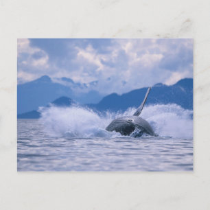 Carte Postale États-Unis, Alaska, Tongass National Forest, Humpb