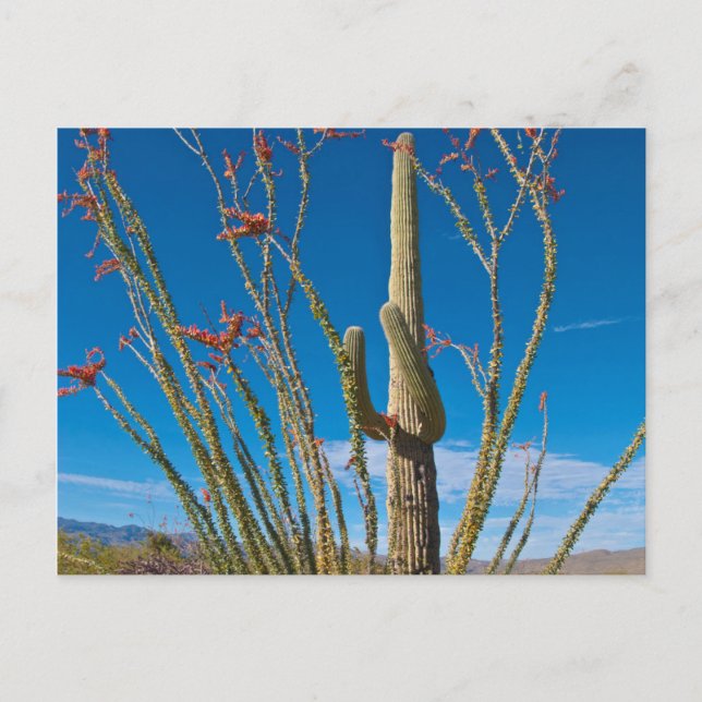 Carte Postale États-Unis, Arizona. Cactus Dans Le Parc National  (Devant)