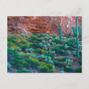 Carte Postale États-Unis, Arizona. Flore du désert