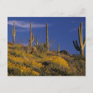 Carte Postale États-Unis, Arizona, Organ Pipe Cactus National 2
