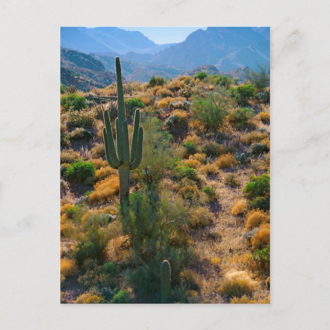 Carte Postale États-Unis, Arizona. Vue du désert (Devant)