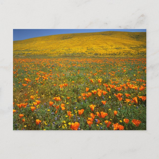 Carte Postale États-Unis, Californie, Antelope Valley California (Devant)