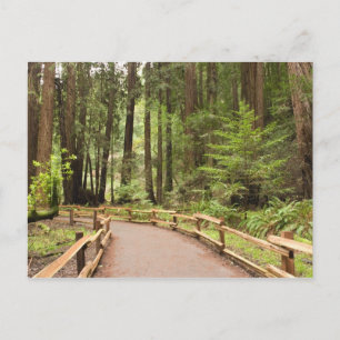 Carte Postale États-Unis, Californie, comté de Marin, Muir Woods