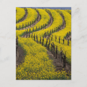 Carte Postale États-Unis, Californie, Napa Valley, Los Carneros