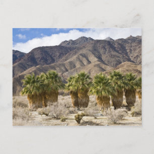Carte Postale États-Unis, Californie, parc d'État du désert d'An