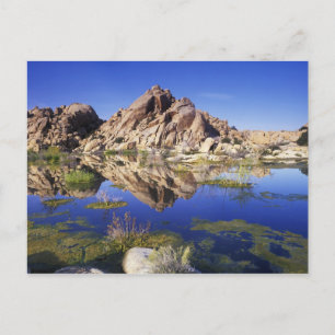 Carte Postale États-Unis, Californie, Parc national de Joshua Tr