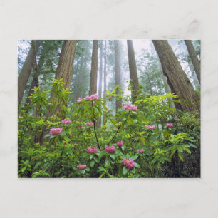 Carte Postale États-Unis, Californie, Parc national de Redwood.