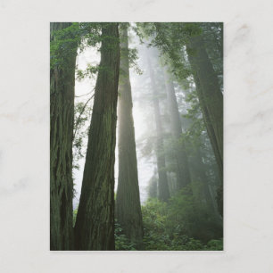 Carte Postale États-Unis, Californie, Parc national de Redwood,