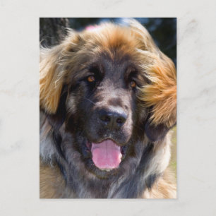 Carte Postale États-Unis, Californie. Portrait de Leonberger ass