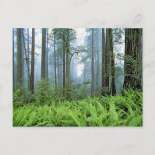 Carte Postale États-Unis, Californie, Redwood NP. Arbres séduisa