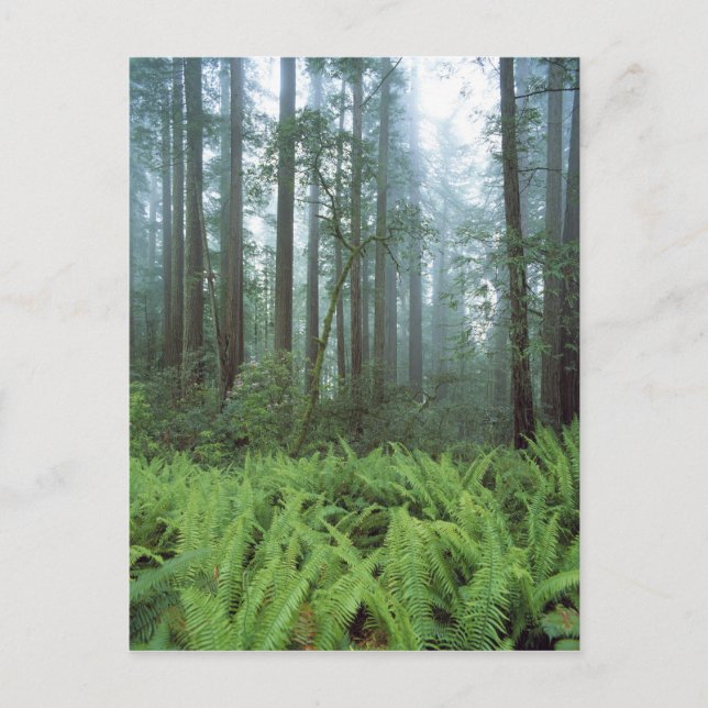 Carte Postale États-Unis, Californie, Redwood NP. Fermes et (Devant)